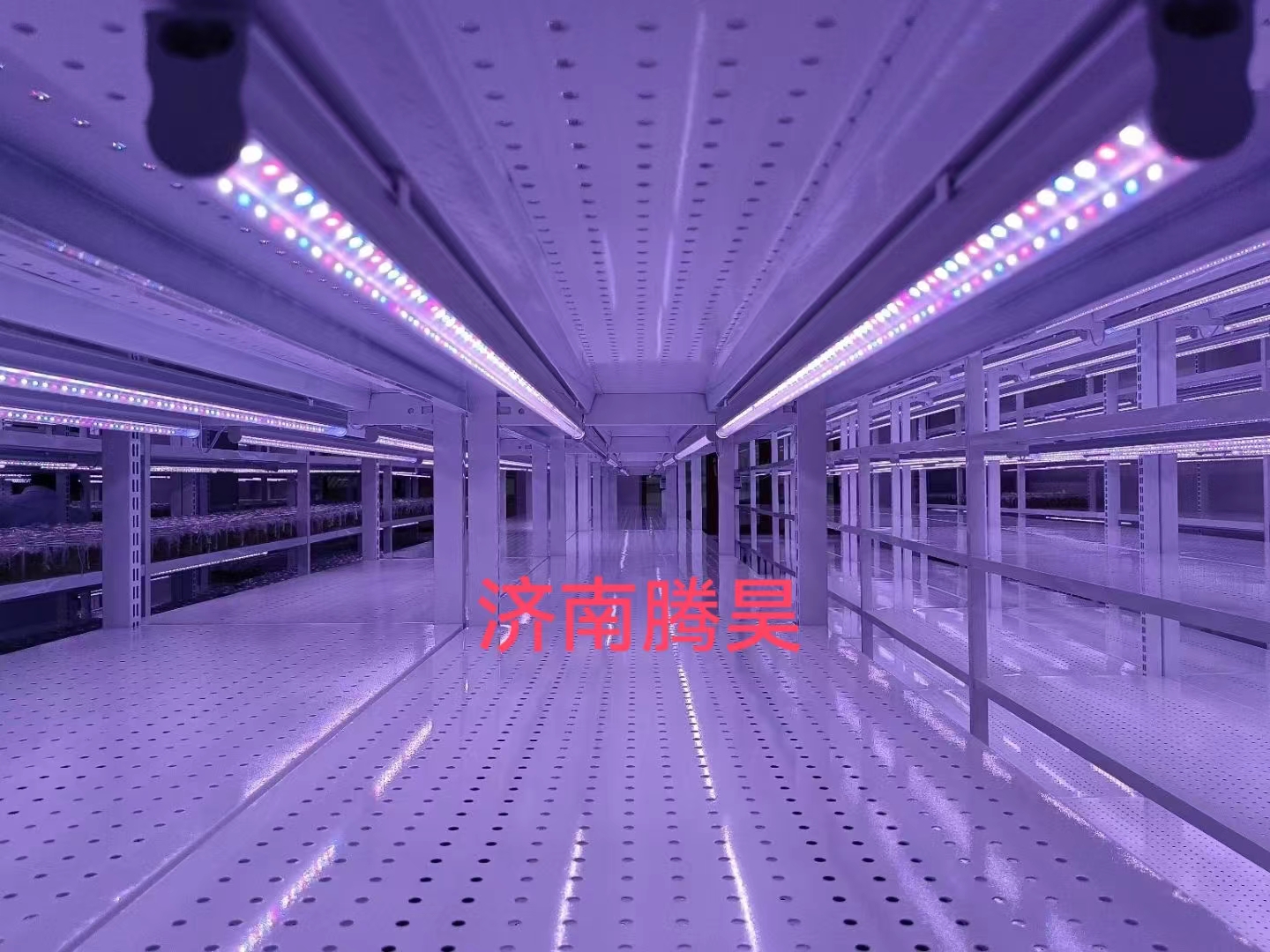 組培架，培養(yǎng)架，光照培養(yǎng)架，組培室設(shè)計，組培室無菌凈化